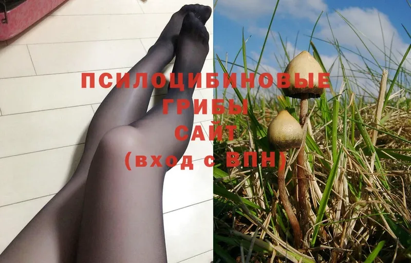 купить  сайты  Хотьково  Галлюциногенные грибы Cubensis 